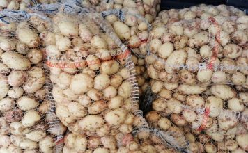 Krajowe, młode ziemniaki już na Broniszach. Sprawdź aktualne ceny ziemniaków 24.04.2024 Polskie młode ziemniaki