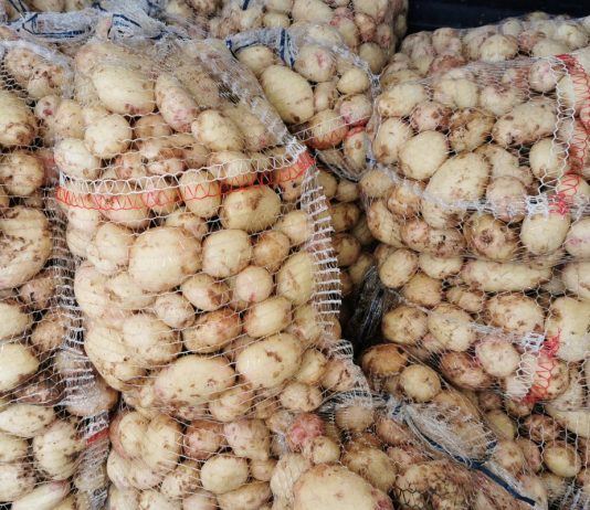 Krajowe, młode ziemniaki już na Broniszach. Sprawdź aktualne ceny ziemniaków 24.04.2024