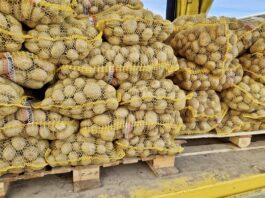 Ile dziś kosztują ziemniaki na rynku hurtowym? Sprawdziliśmy stawki Hurtowa sprzedaż ziemniaków