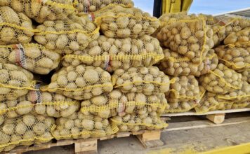 Ile dziś kosztują ziemniaki na rynku hurtowym? Sprawdziliśmy stawki Hurtowa sprzedaż ziemniaków