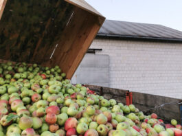 Jabłka przemysłowe – zróżnicowane ceny na zakładach, podobne na skupach Jabłka przemysłowe