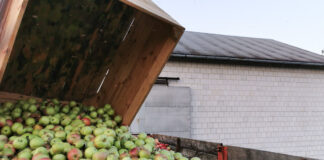 Jabłka przemysłowe – zróżnicowane ceny na zakładach, podobne na skupach