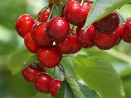 Trwa rejestracja na XI Letnie Pokazy Czereśniowe Czereśnie