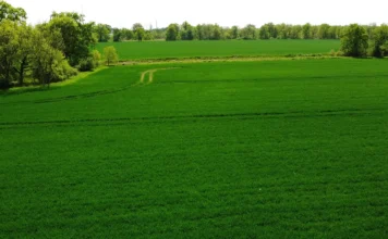 Nie tylko chemia w ochronie roślin. Teraz także środki mikrobiologiczne. Co w ofercie? Pole zielone zboże