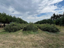 Czy uprawa aronii się opłaca?