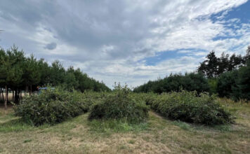 Czy uprawa aronii się opłaca?