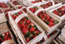 Problemy z dostępnością ‘Malwiny‘. Jaką odmianę truskawek wybrać?