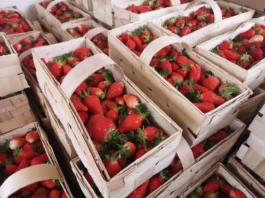 Problemy z dostępnością ‘Malwiny‘. Jaką odmianę truskawek wybrać? Truskawki