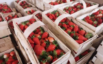 Problemy z dostępnością ‘Malwiny‘. Jaką odmianę truskawek wybrać? Truskawki