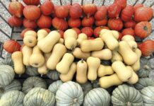 Preparaty mikrobiologiczne w ochronie dyni