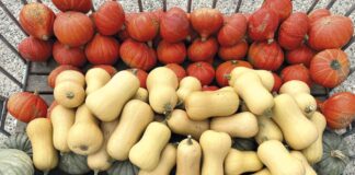 Preparaty mikrobiologiczne w ochronie dyni