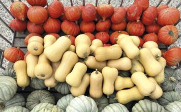 Preparaty mikrobiologiczne w ochronie dyni Dynia z uprawy ekologicznej