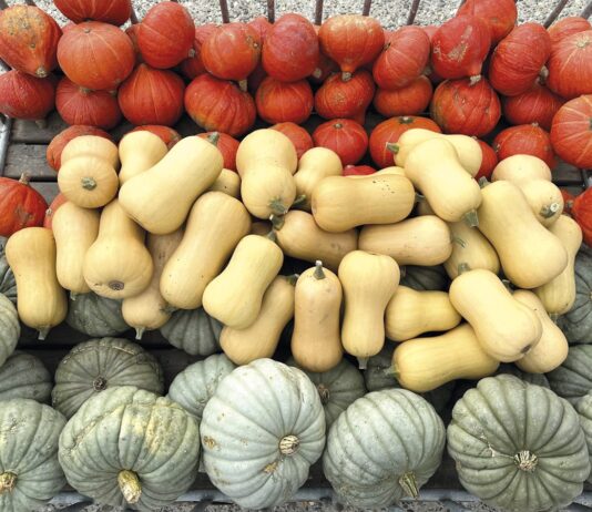 Preparaty mikrobiologiczne w ochronie dyni