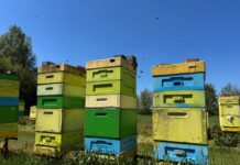 Dlaczego pszczoły są tak ważne dla roślin?