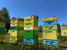 Dlaczego pszczoły są tak ważne dla roślin? Pszczoły przy ulu