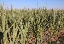 Gatunki uprawne odporne na suszę Kukurydza podczas suszy