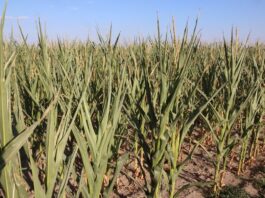 Gatunki uprawne odporne na suszę Kukurydza podczas suszy