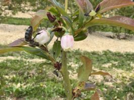 Zapylanie krzewów i drzew owocowych – dobre praktyki pszczelarskie i owocna współpraca Pszczoły w sadzie