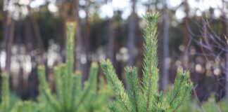 Jakich siatek używać do pakowania choinek?