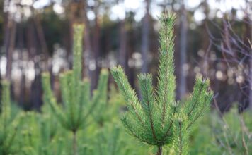 Jakich siatek używać do pakowania choinek? Choinki