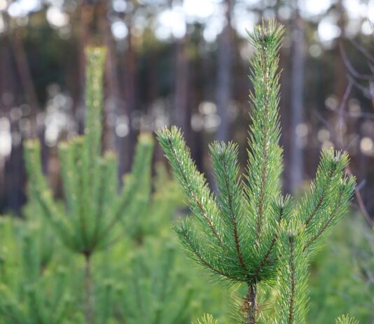 Jakich siatek używać do pakowania choinek?