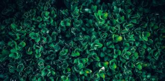 Bukszpan – profesjonalny fundament eleganckiego i trwałego ogrodu