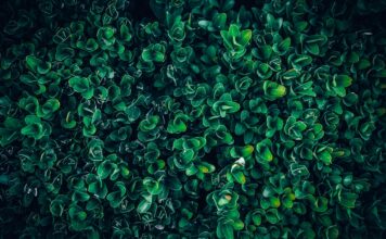 Bukszpan – profesjonalny fundament eleganckiego i trwałego ogrodu Bukszpan