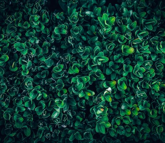 Bukszpan – profesjonalny fundament eleganckiego i trwałego ogrodu