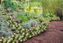 Bloombux® – sprawdzona alternatywa dla bukszpanu Bloombux® – sprawdzona alternatywa dla bukszpanu