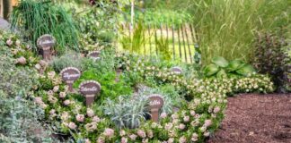 Bloombux® – sprawdzona alternatywa dla bukszpanu