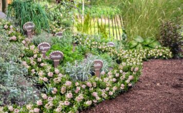 Bloombux® – sprawdzona alternatywa dla bukszpanu Bloombux® – sprawdzona alternatywa dla bukszpanu