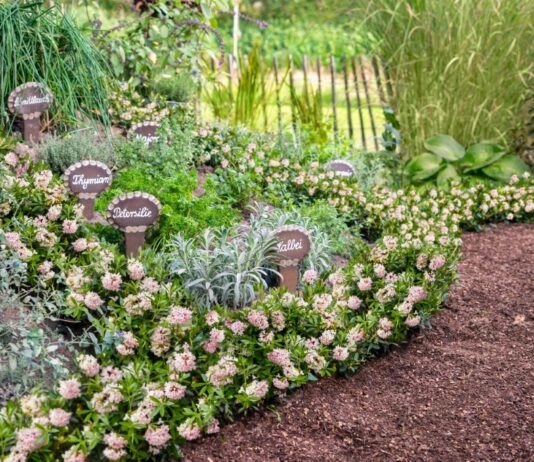 Bloombux® – sprawdzona alternatywa dla bukszpanu