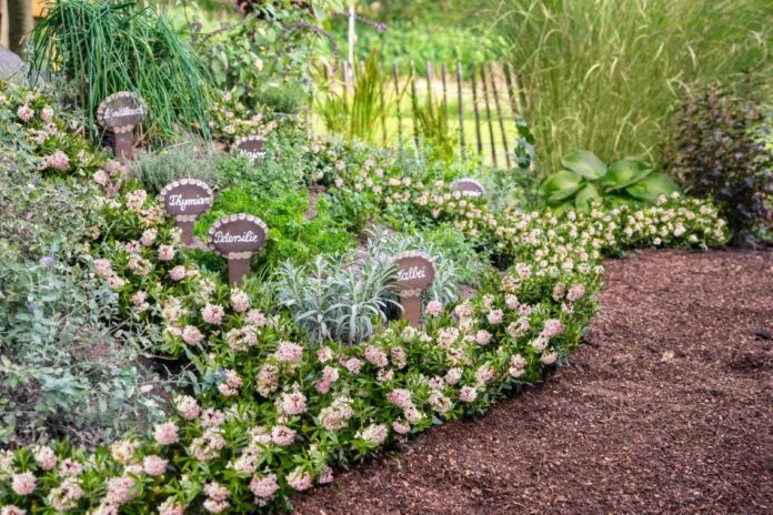 Bloombux® – sprawdzona alternatywa dla bukszpanu